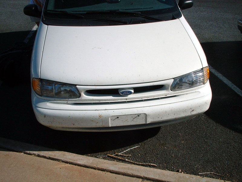 There are prairie bugs all over our car.jpg 105.7K